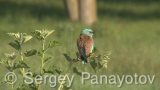 Video of European Roller - European Roller hunting insects in field near to Shabla lake in nest period